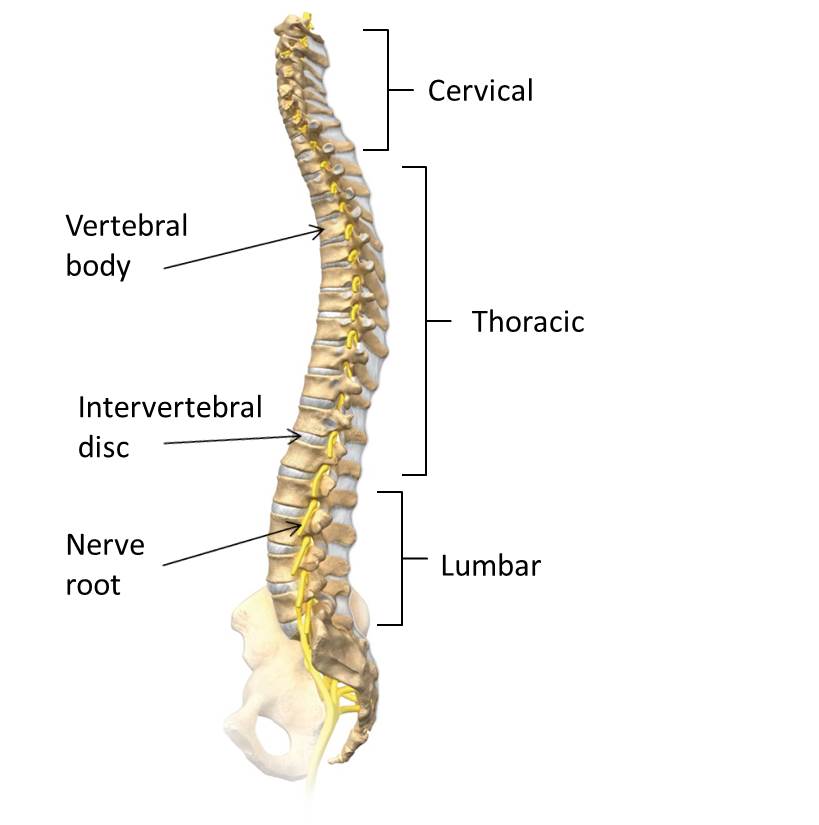spine anatomy curves
